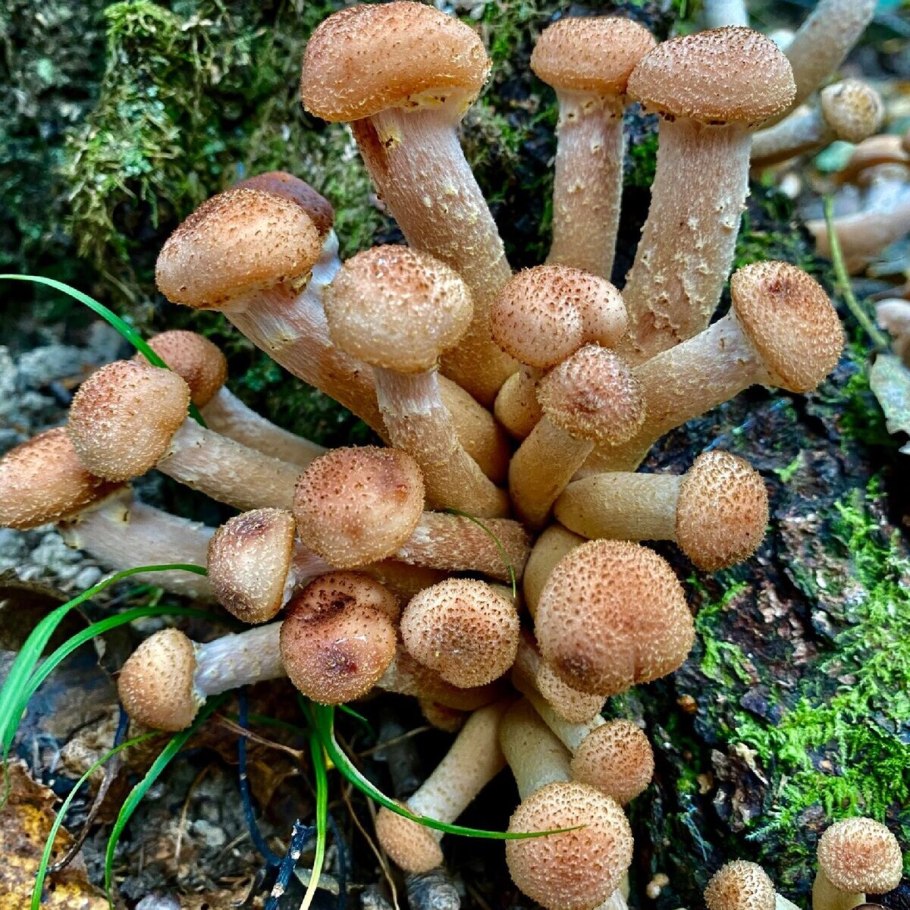 Грибница опенка темного Armillaria ostoyae