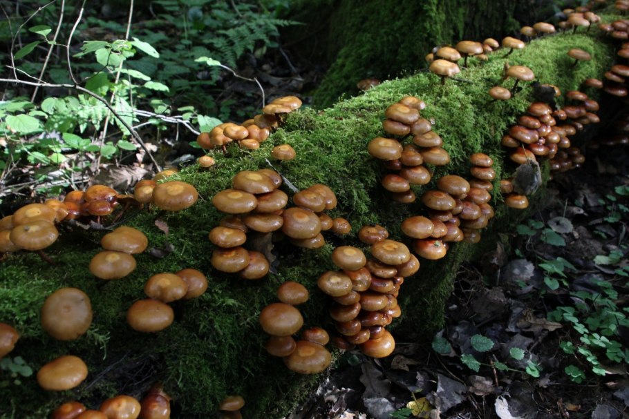 Опёнок осенний (Armillaria mellea)