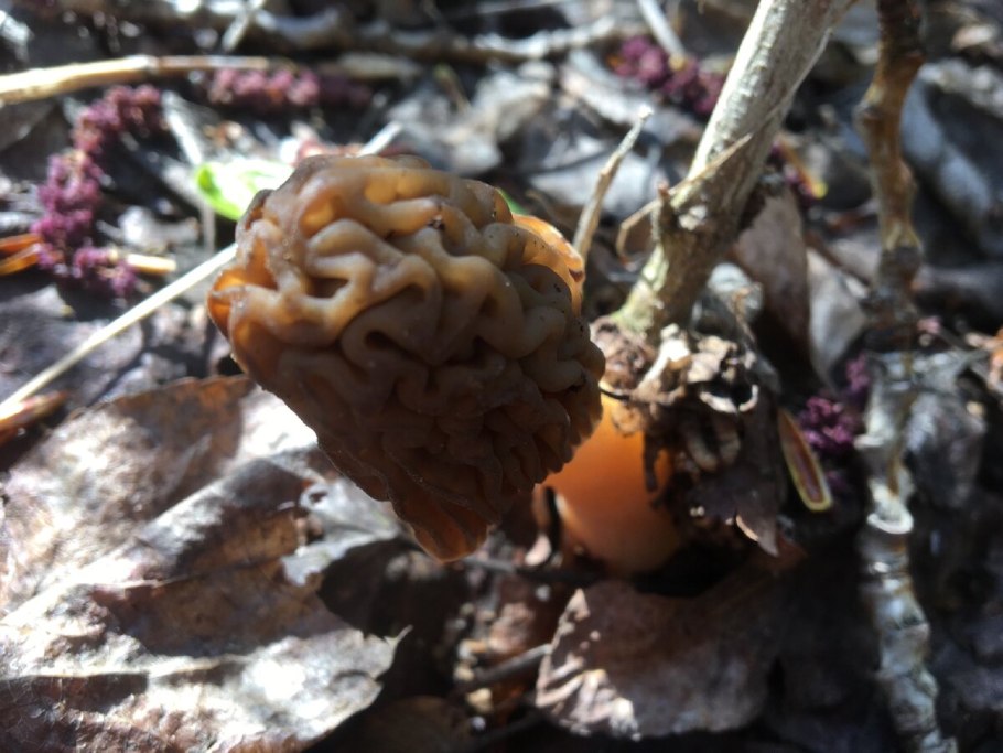 Сморчок осенний