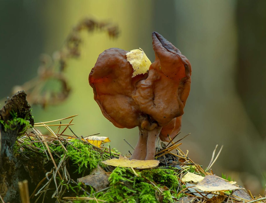 Строчок осенний лопастник инфулоподобный