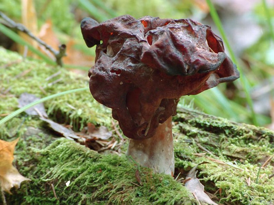 Сморчок осенний