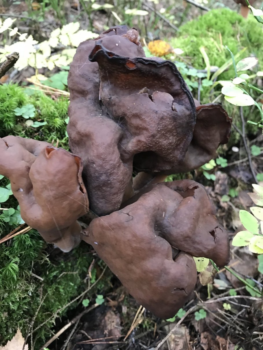 Gyromitra infula