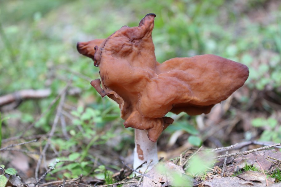 Строчок осенний фото