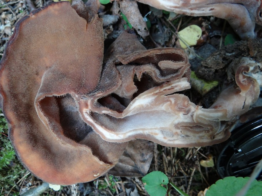 Строчок осенний