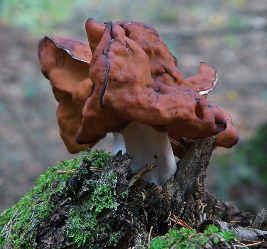 Gyromitra infula
