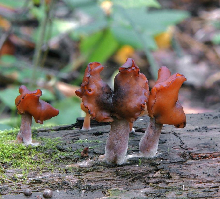 Строчок осенний (Gyromitra infula)