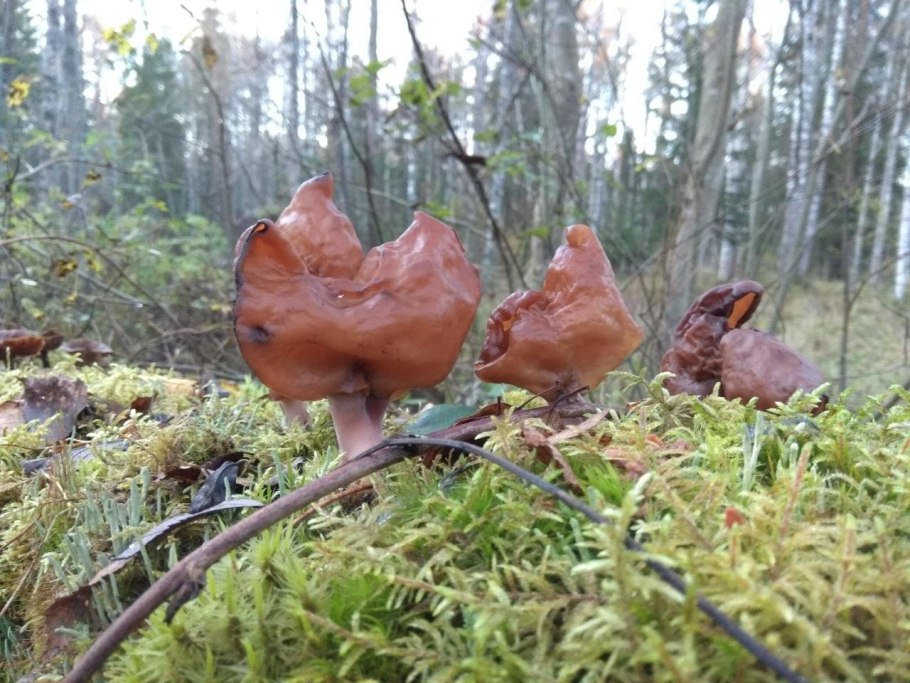 Строчок большой осенний гриб