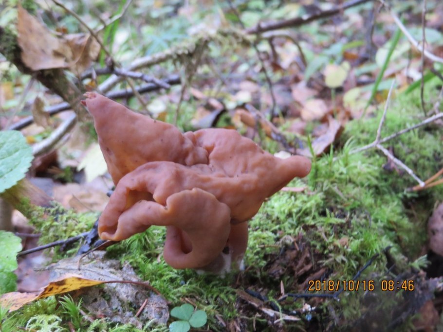 Информация и грибе срочок осенний