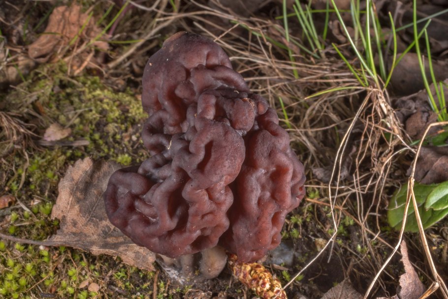 Строчок осенний (Gyromitra infula)