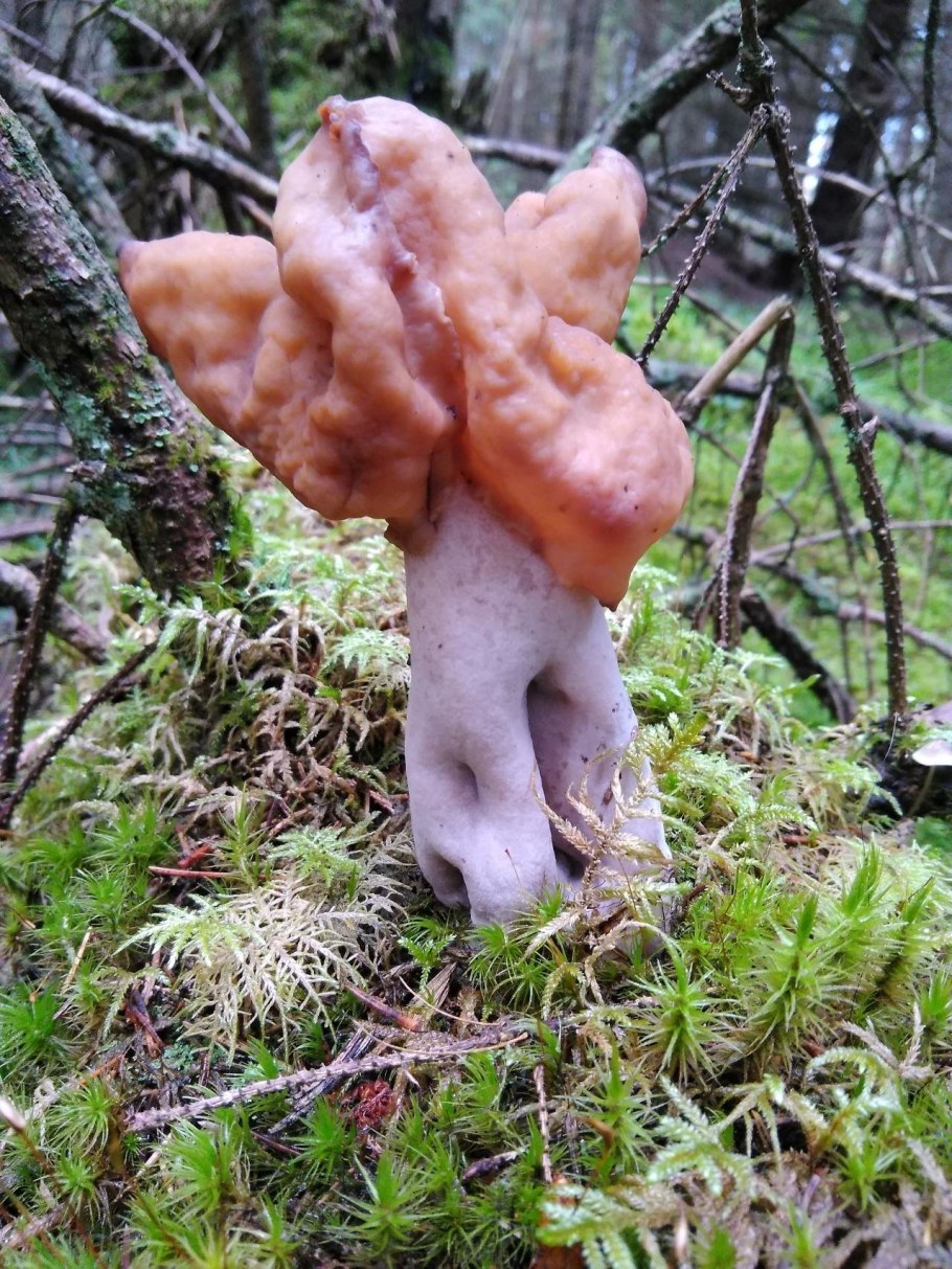 Сморчок осенний