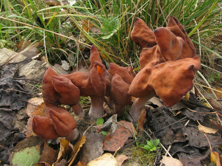 Строчок осенний (Gyromitra infula)
