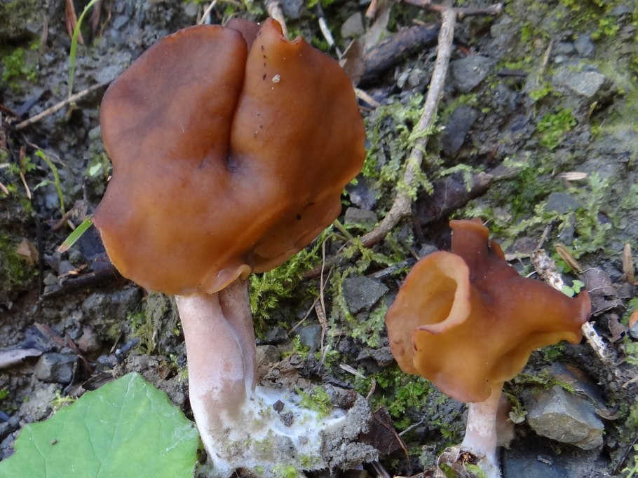 Gyromitra infula