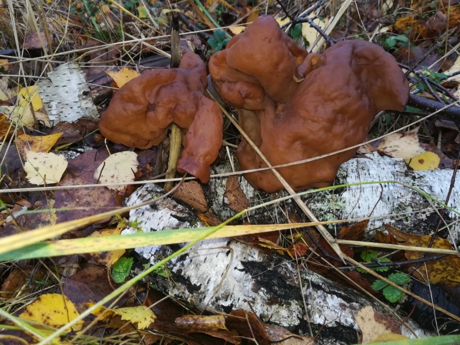 Белый осенний строчок