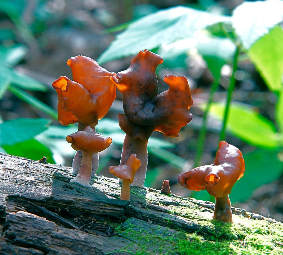 Гиромитра инфула