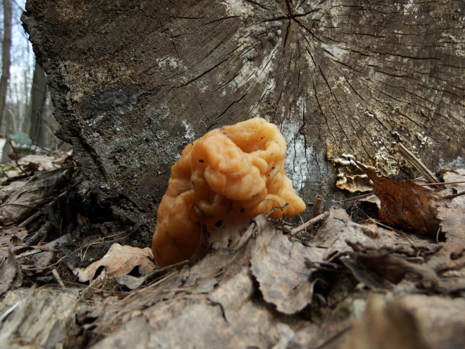 Строчок обыкновенный гриб