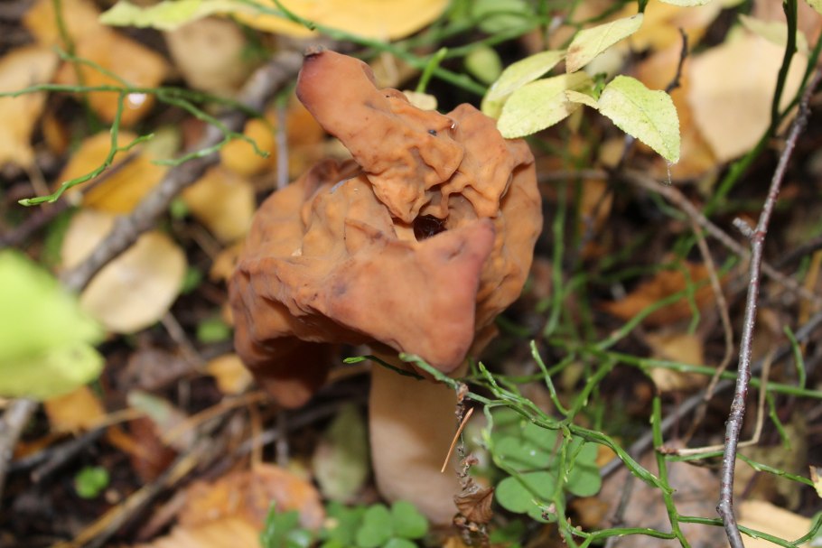 Gyromitra infula