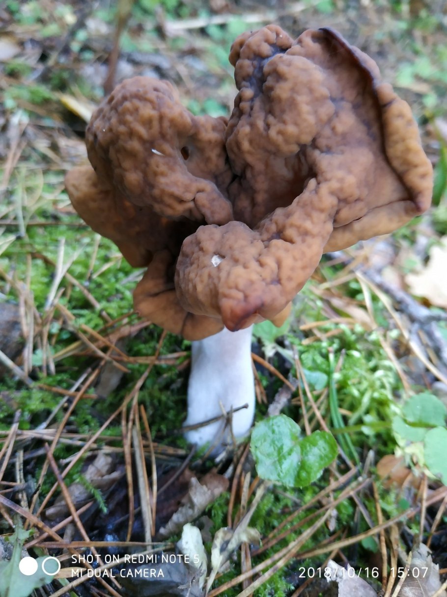 Сморчок осенний