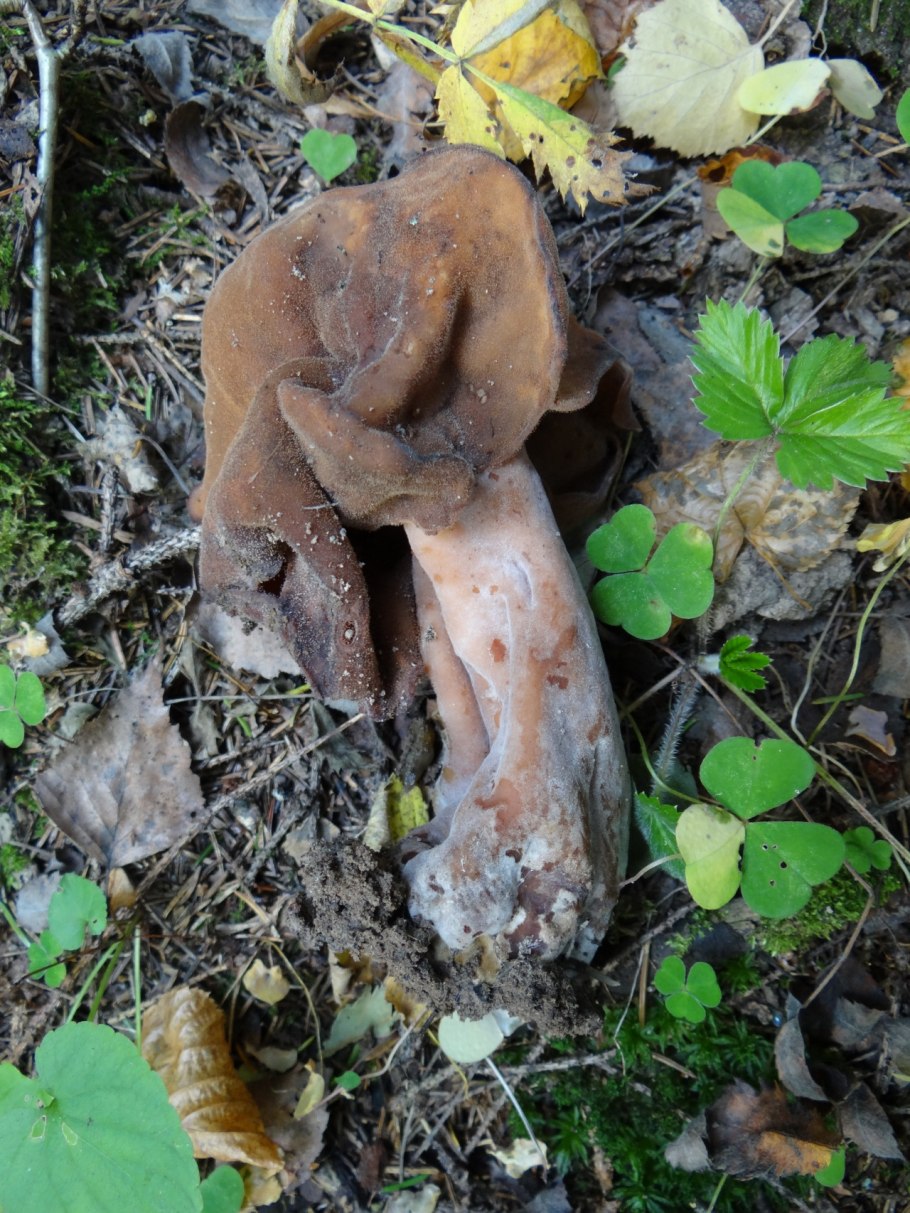 Гриб бабье ухо строчок