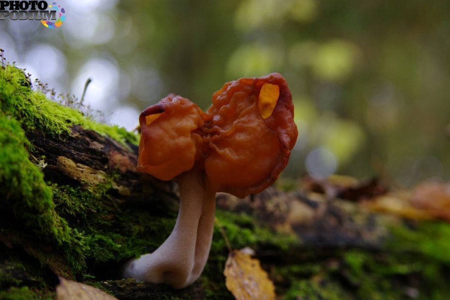 Гриб строчок гигантский или ложная Морель