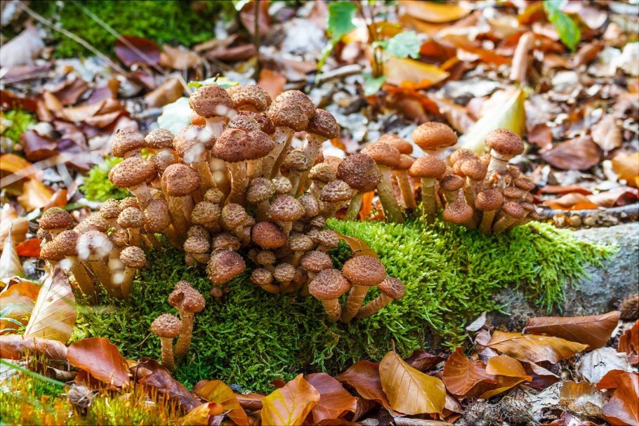 Луг трава грибы