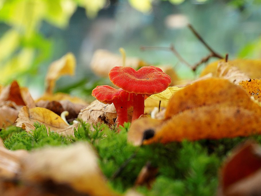 Олененок осенний гриб