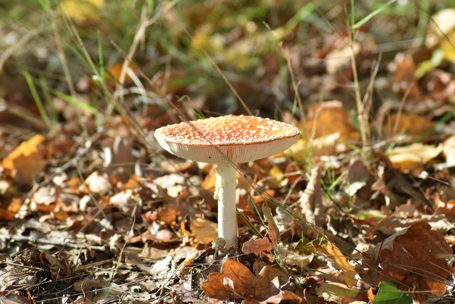 Грибы луговые осенние съедобные