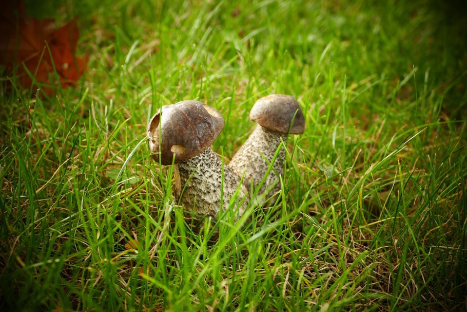 Поле с грибами