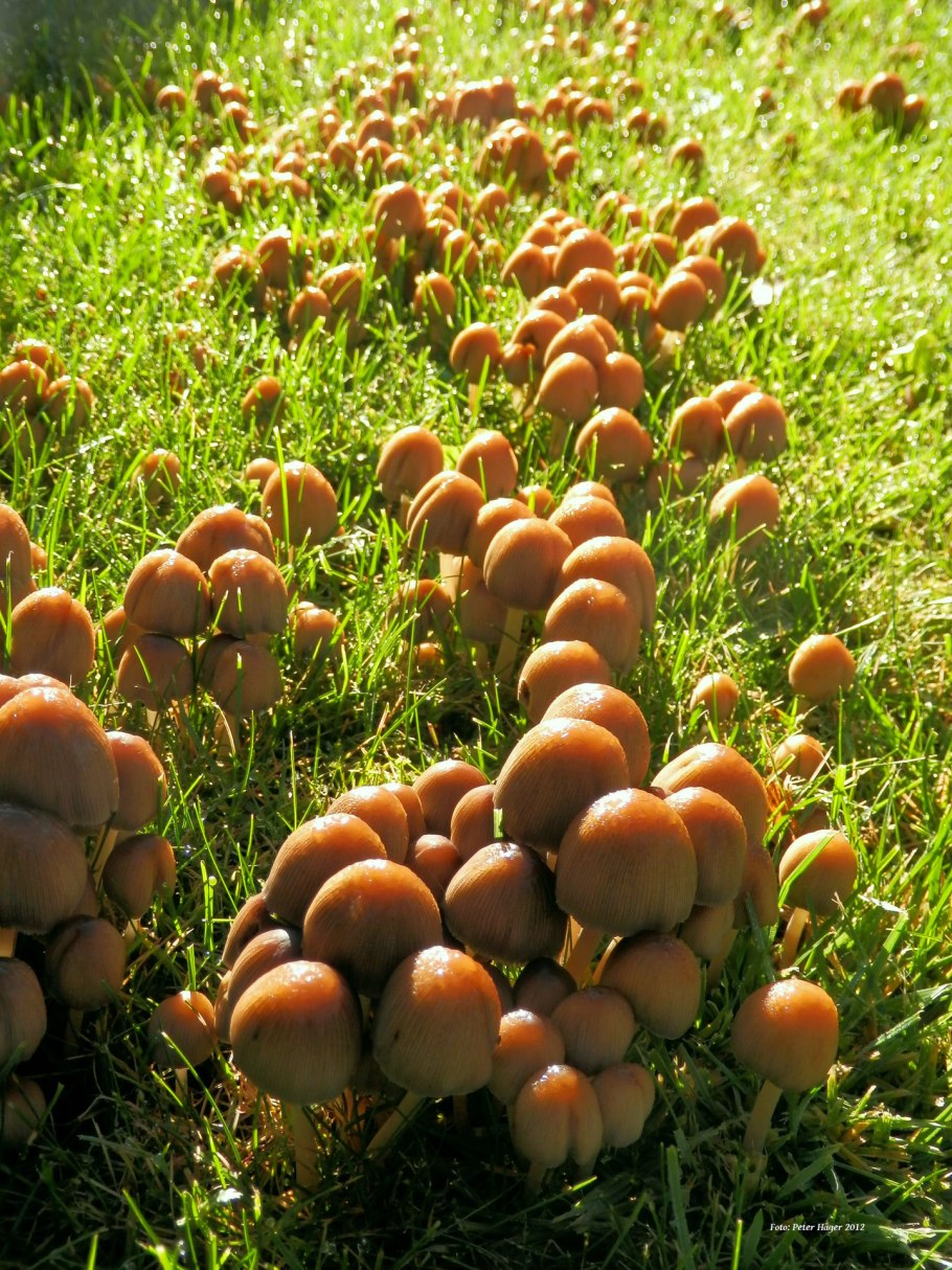 Грибы опята Поляна