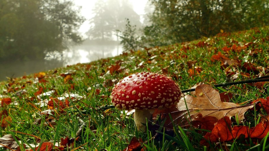 Грибы Кольского полуострова