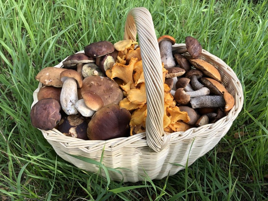 Грибы Республики Коми белый подосиновик