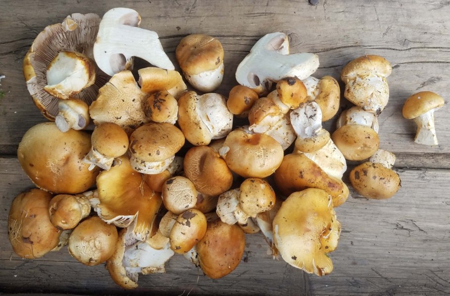 Грибная Поляна в лесу