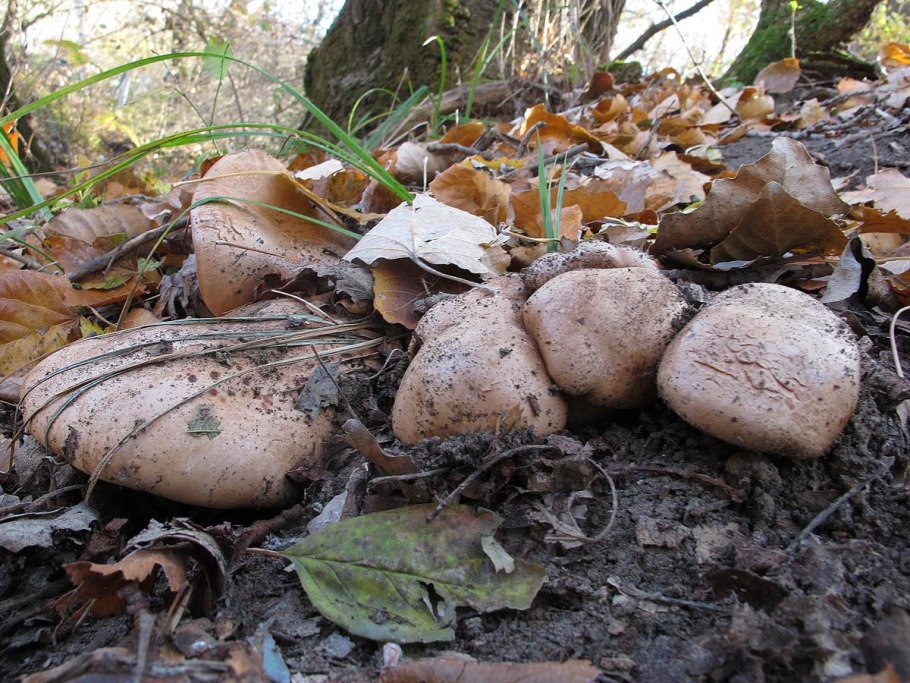 Шампиньон королевский двуспоровый