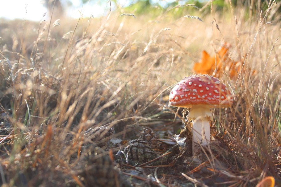 Грибы в Чукотской тундре