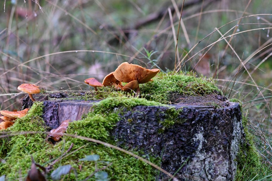 Октябрь природа микрокосмос фото