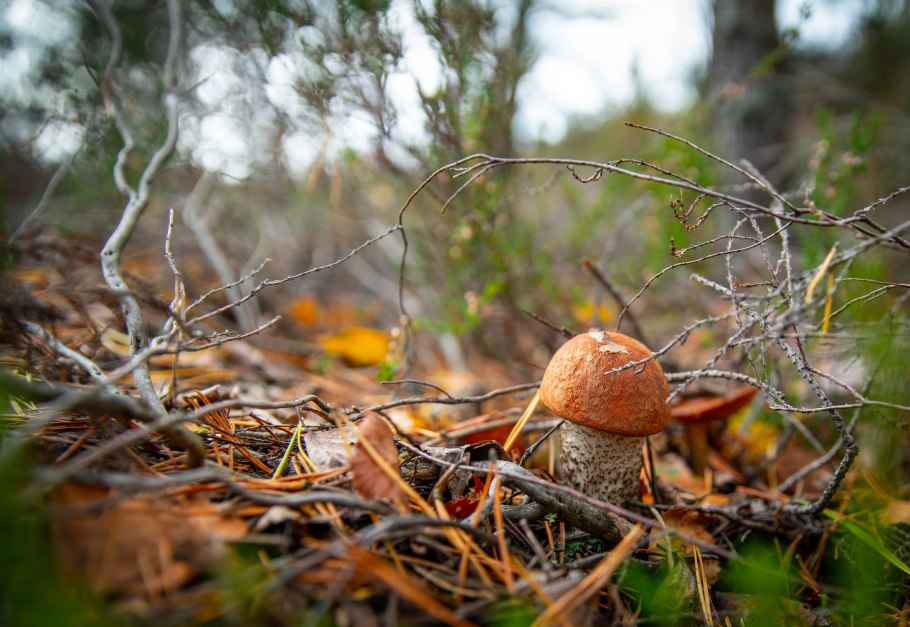 Грибы растущие группами