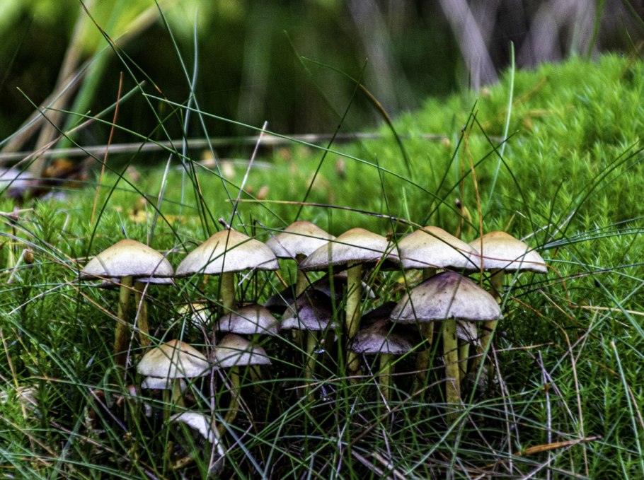 Позднеосенние грибы