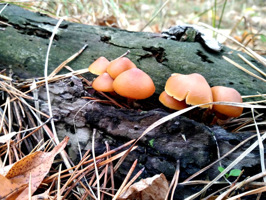 Неправильные грибы