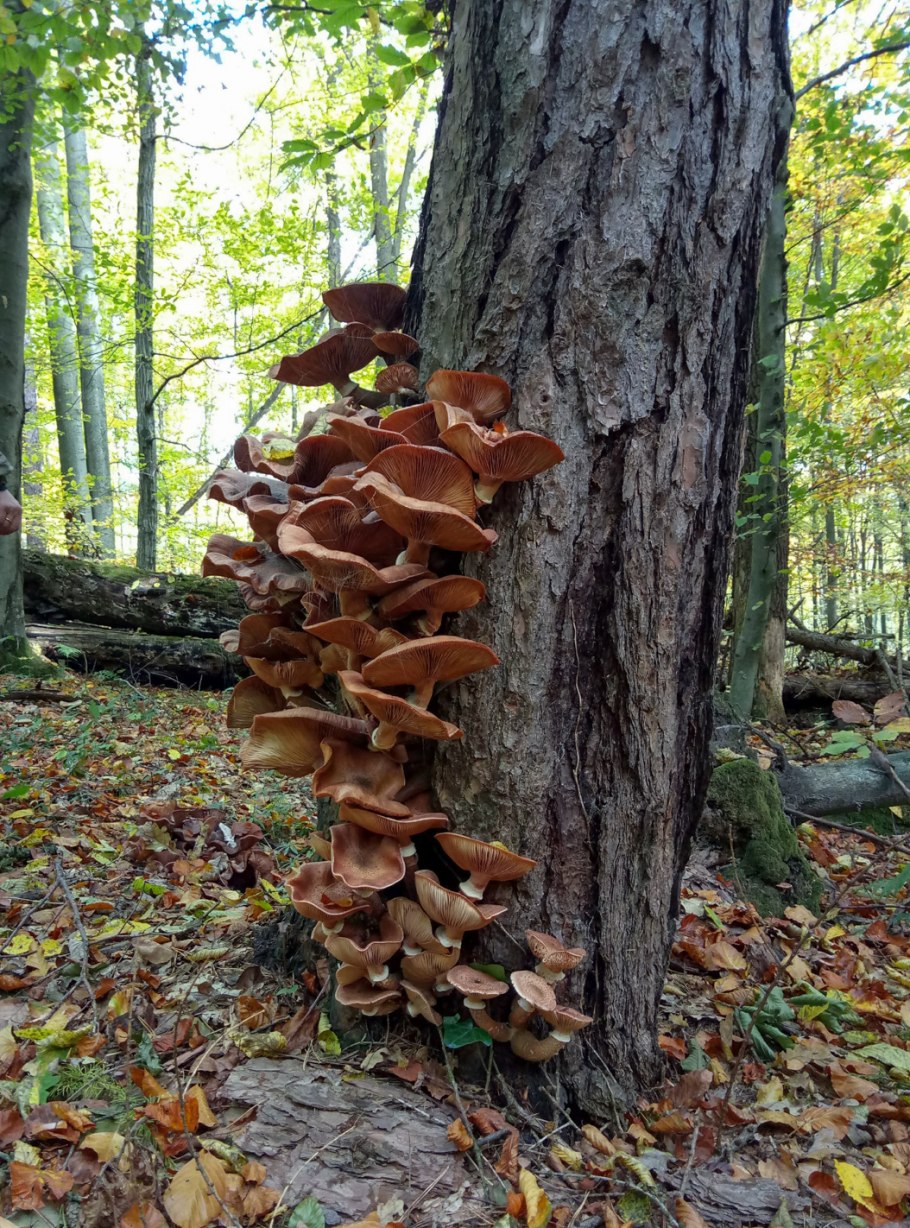 Опята Вязовики