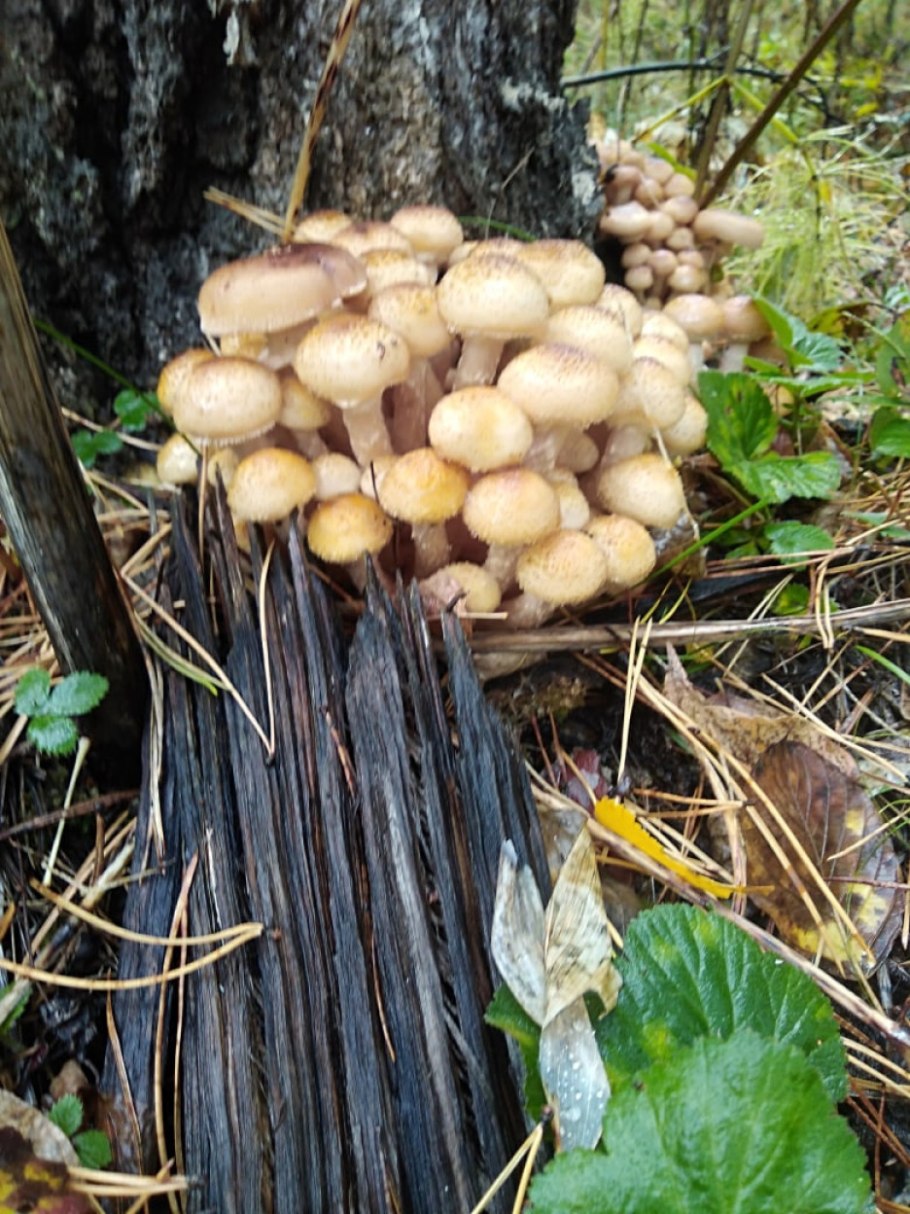 Опёнок на изолированом фоне