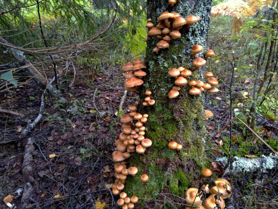 Ложные опята на дереве