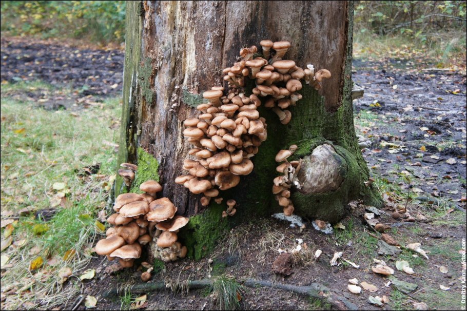 Сосновые опята