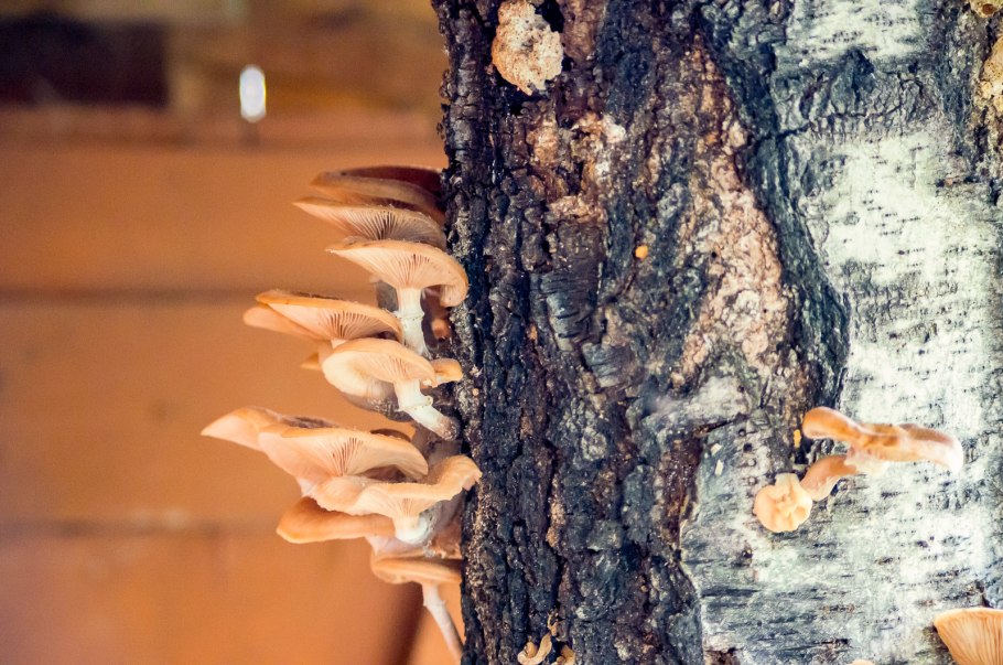 Опята на дереве