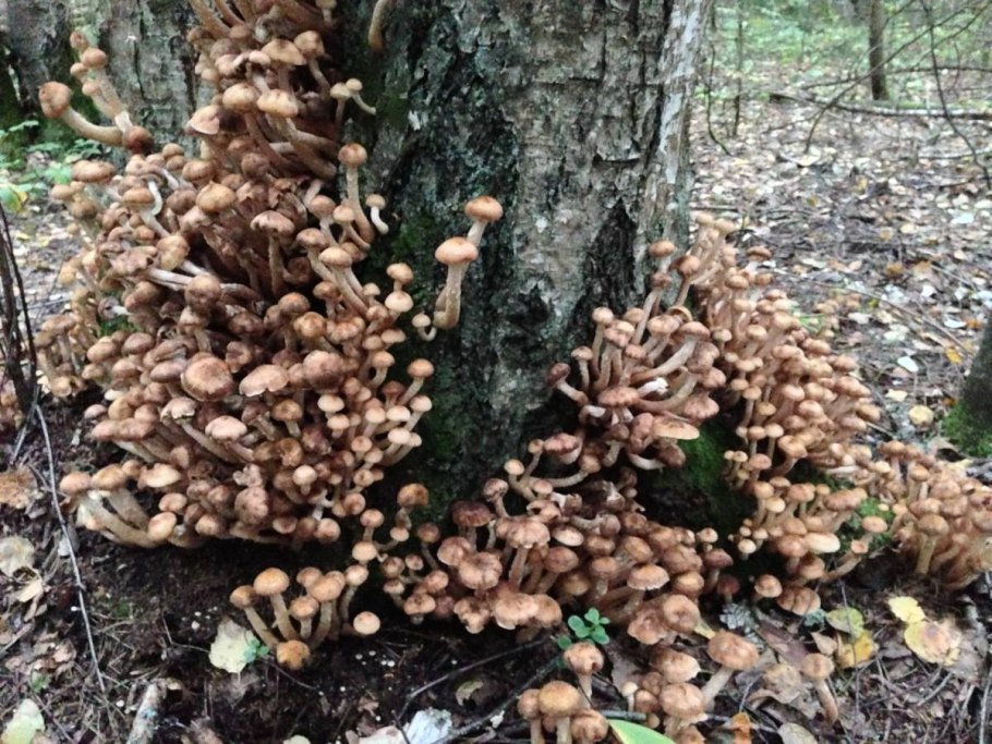 Опята растут