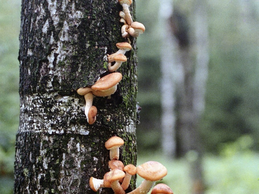 Ризоморфы опята у клена