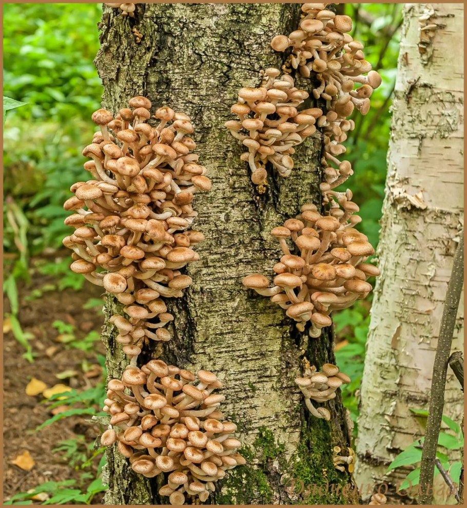 Опята пеньковые осенние