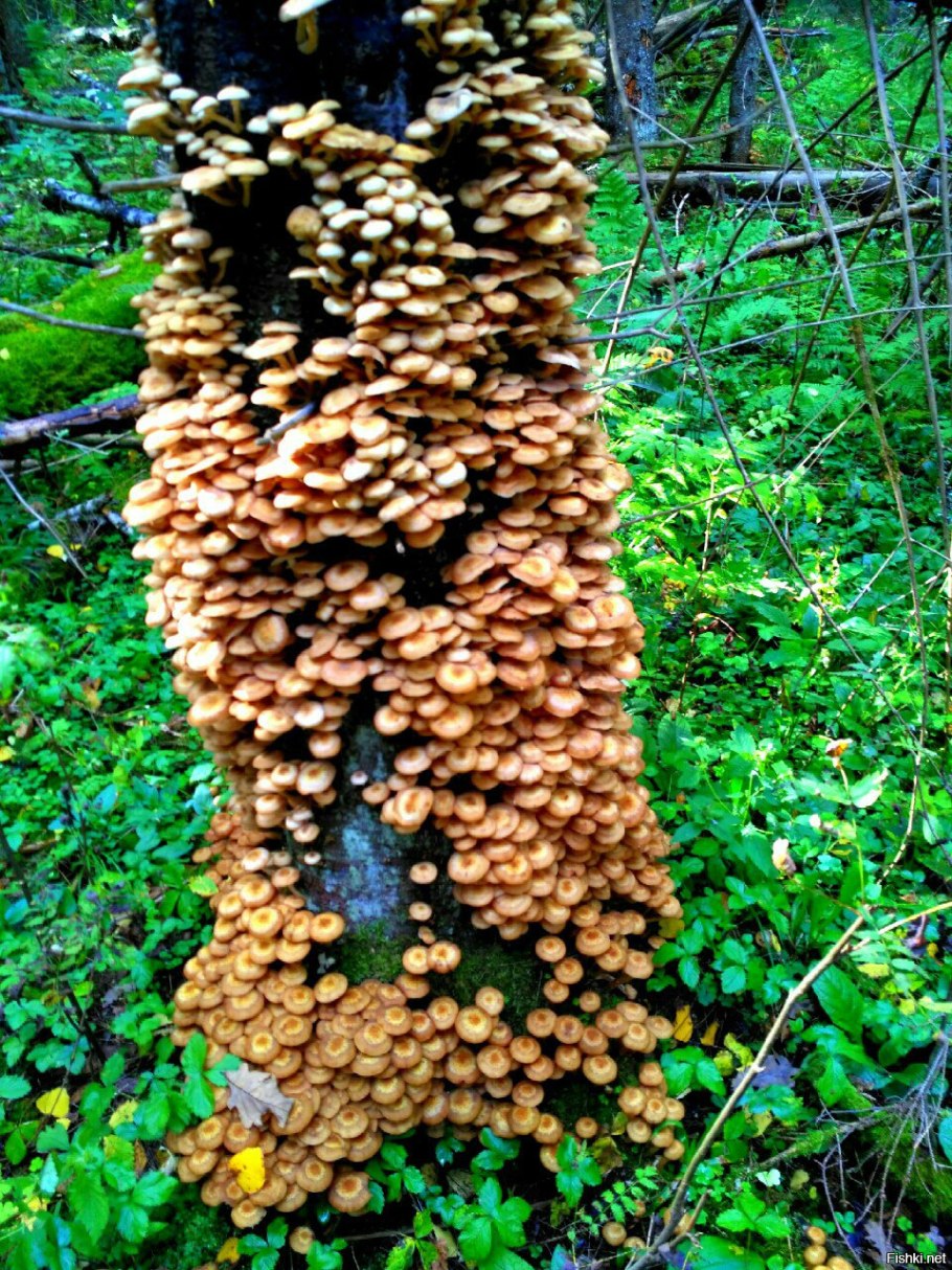 Опята на дереве много