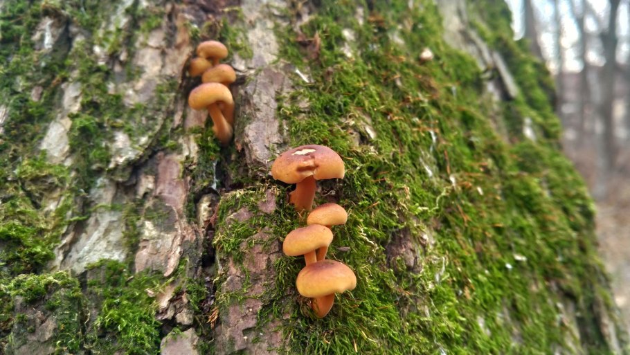 Фламмулина двойники