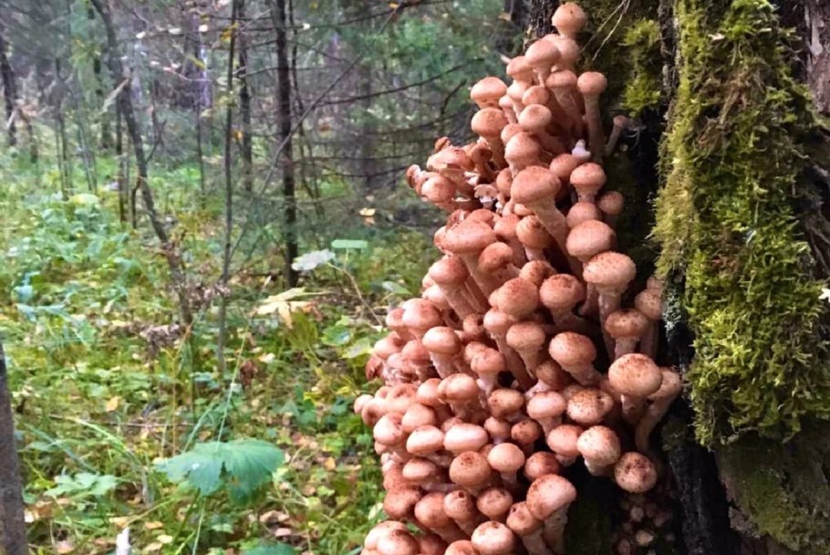 Грибы в лесу на дереве