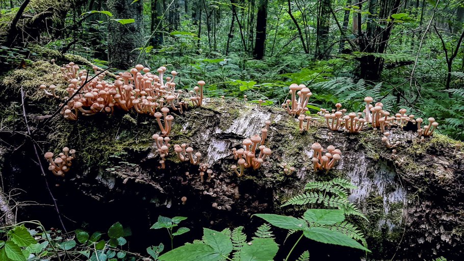 Опята в сосновом лесу