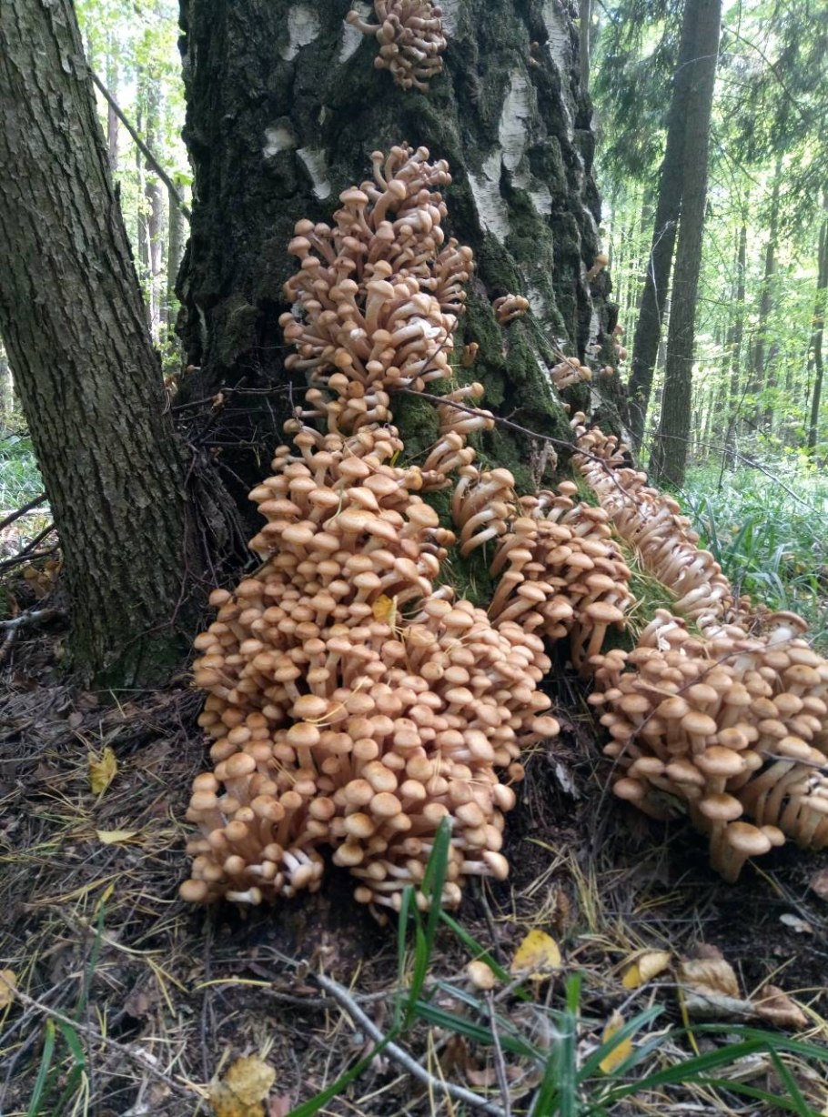 Опенок древесинный